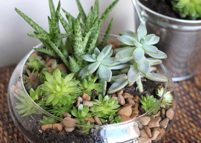 succulent miniature garden in bowl