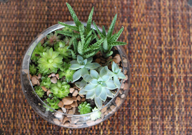 succulent miniature garden