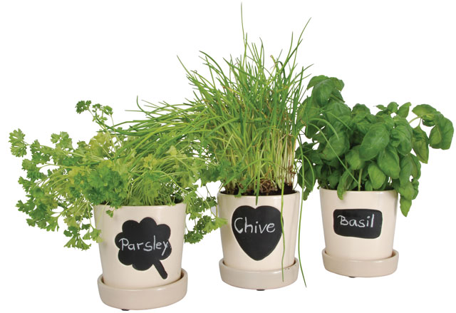 chalkboard paint herb pot grower chives chalk basil