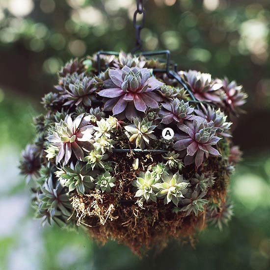 succulent hanging basket diy