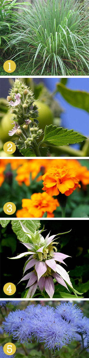 29 Best Pictures Cat Repellent Plants Uk : Best Cat Repellent Plants