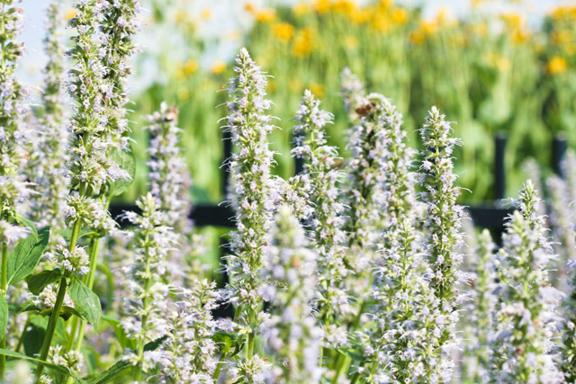 dividing perennials