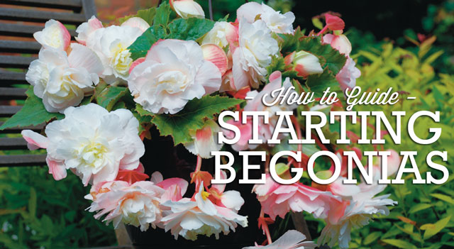 begonia-how-to