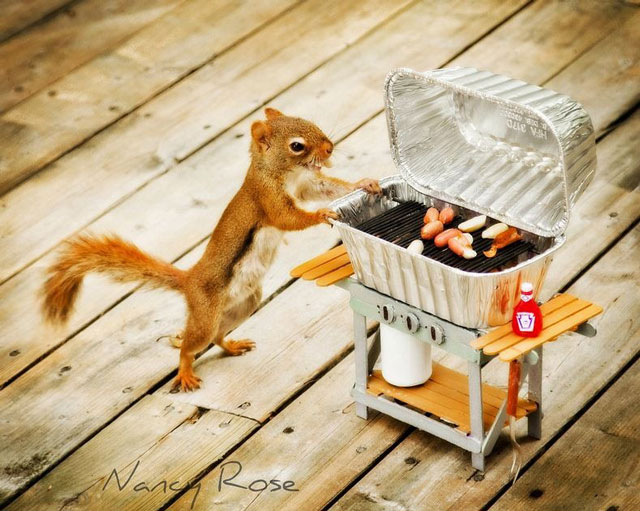 nancy-rose-squirrels-115