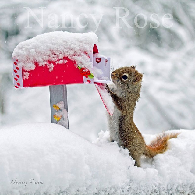 nancy-rose-squirrels-139