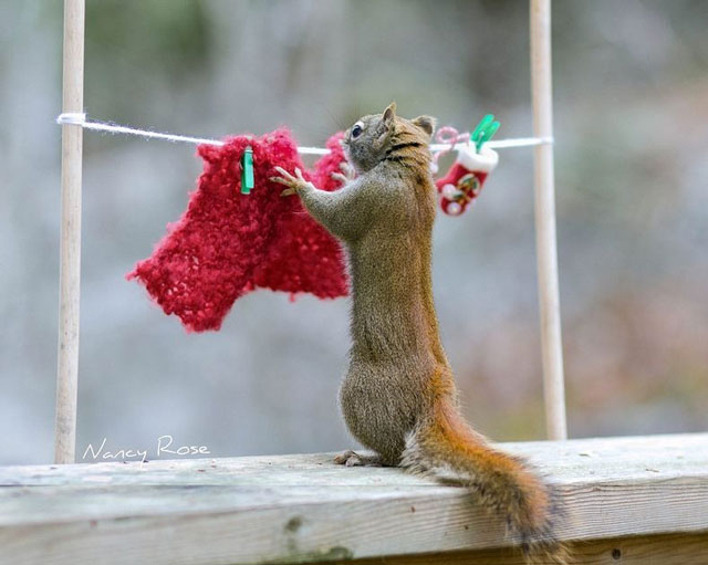 nancy-rose-squirrels-72